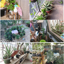 English Intelligent Plant Drip Irrigation System Garden Automatic Watering Device Solar Energy Charging Potted Water Pump Timer