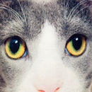 New Hot Photo customization DIY cushions Creative gift dogs pillow Plush Toys Dolls Stuffed Animal cushion Sofa Car Decorative