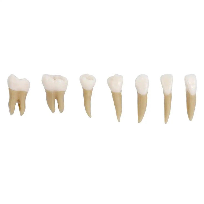 AZDENT 28PCS Dental 1: 1 Permanent Teeth Demonstration Teach Study Model Dentist Implant Teaching Model