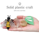 Children Simulation Biology Model Toy Animal Plant Life Growth Cycle Montessori Children Toys Set Teaching Aids Educational Toys