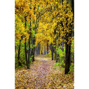 Autumn Landscape Backdrop Fall Forest Maple Fallen Leaves Nature Scenery Harvest Thanksgiving Portrait Photography Background