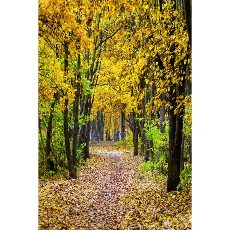 Autumn Landscape Backdrop Fall Forest Maple Fallen Leaves Nature Scenery Harvest Thanksgiving Portrait Photography Background