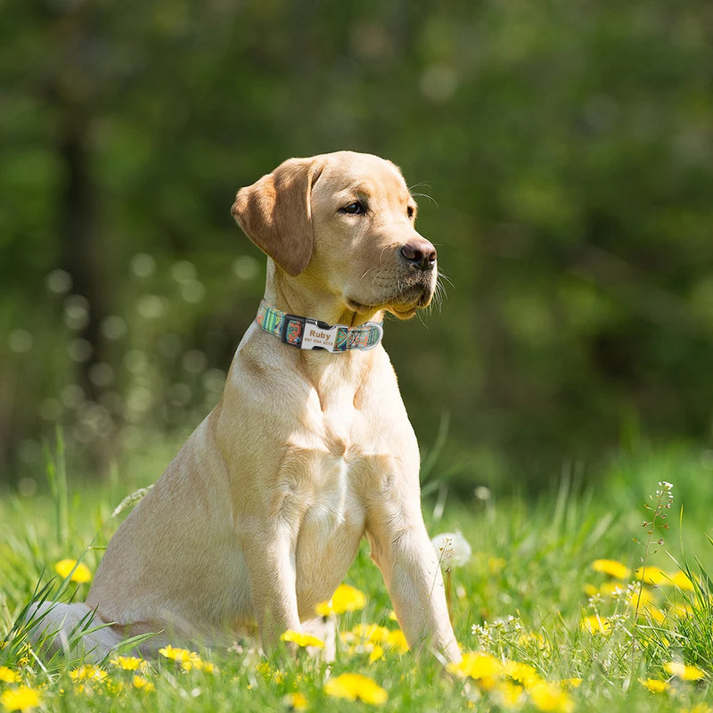 Adjustable Nylon Plaid Unisex Dog Collar Personalized Dog Collar Custom Free Engraved Name ID Tag Small Large Product Dog Collar