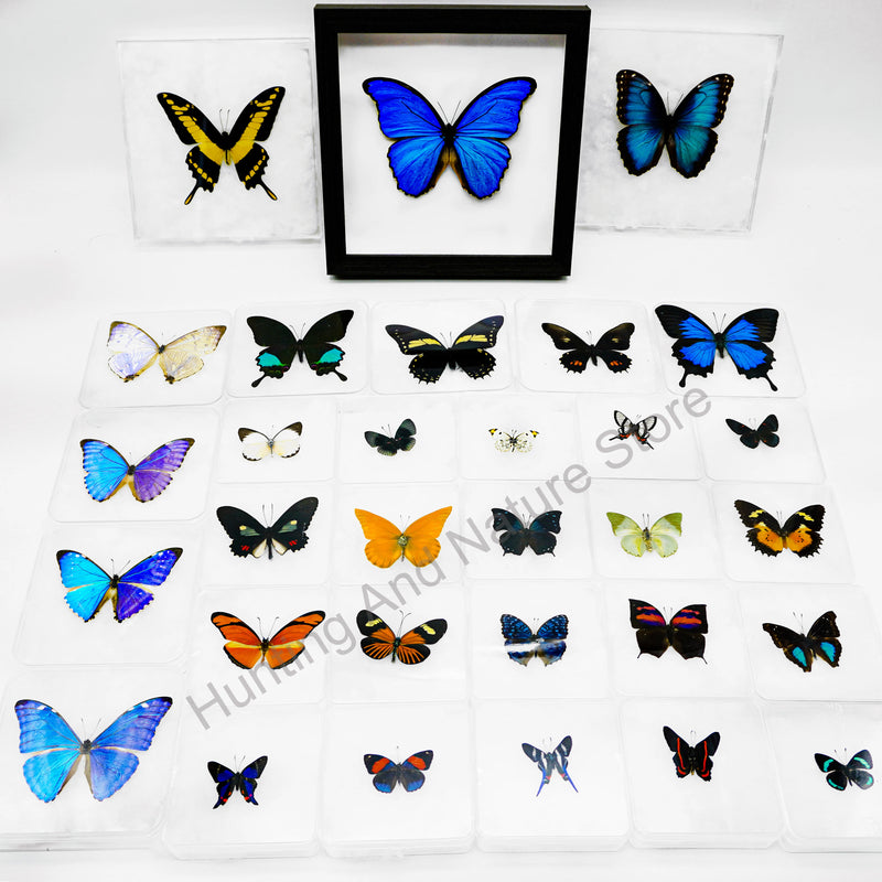 Real Butterfly Beautiful Removable Butterfly Specimens Home Decoration Display Collectibles Transparent Boxed Photo Frame Gift