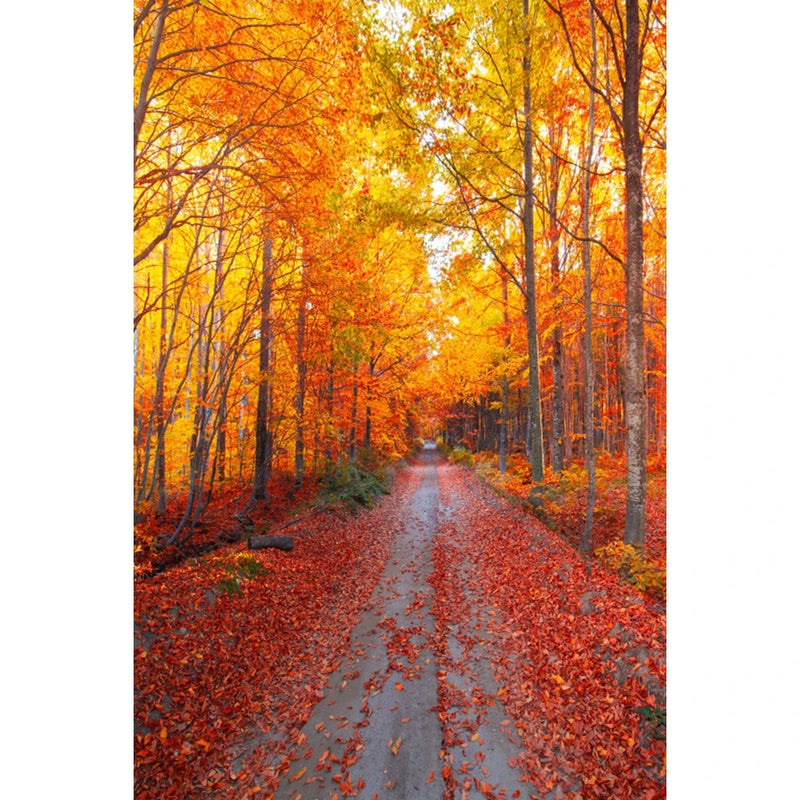 Autumn Landscape Backdrop Fall Forest Maple Fallen Leaves Nature Scenery Harvest Thanksgiving Portrait Photography Background