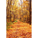 Autumn Landscape Backdrop Fall Forest Maple Fallen Leaves Nature Scenery Harvest Thanksgiving Portrait Photography Background