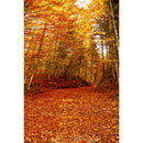 Autumn Landscape Backdrop Fall Forest Maple Fallen Leaves Nature Scenery Harvest Thanksgiving Portrait Photography Background