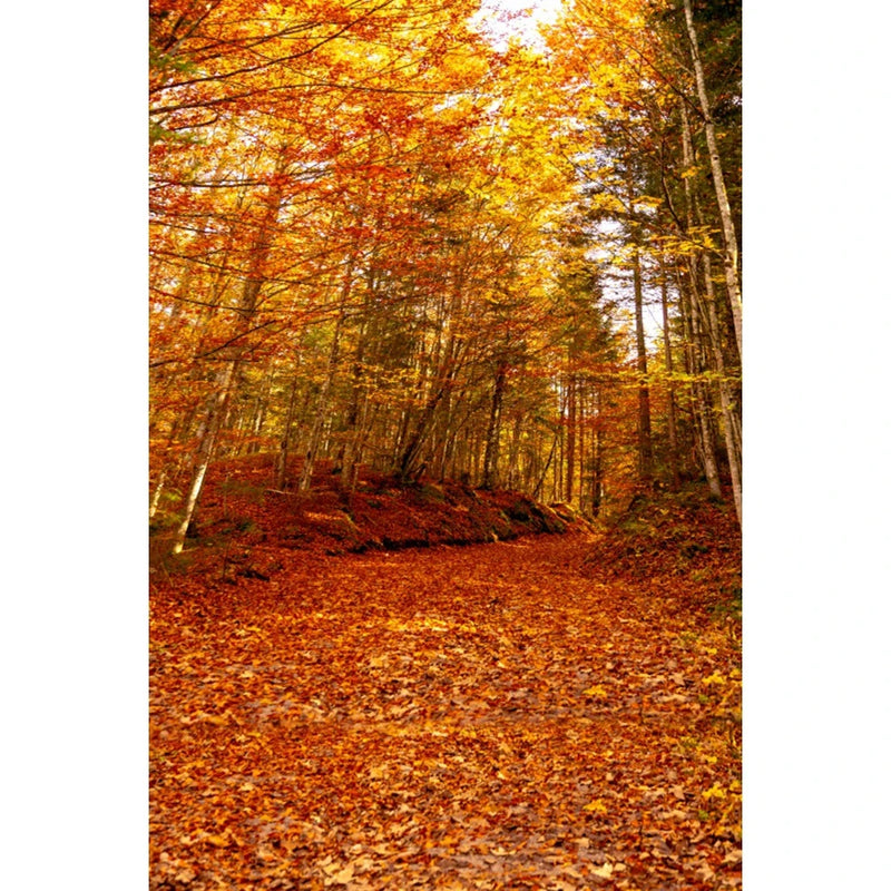 Autumn Landscape Backdrop Fall Forest Maple Fallen Leaves Nature Scenery Harvest Thanksgiving Portrait Photography Background