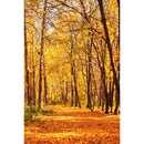 Autumn Landscape Backdrop Fall Forest Maple Fallen Leaves Nature Scenery Harvest Thanksgiving Portrait Photography Background