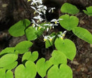 Horny Goat Weed (Epimedium) Extrakt