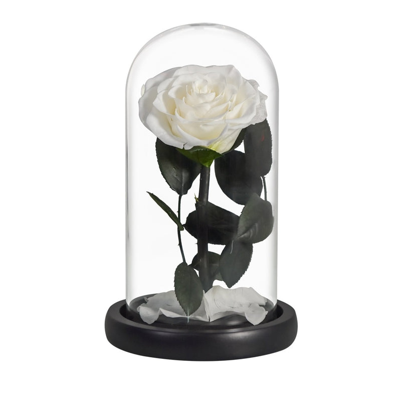 Eternal Preserved Roses In Glass Dome 5 Flower Heads Rose Forever Love Wedding Favor Mothers Day Gifts for Women Girlfriends