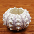 Air Plants Sea Urchin Tabletop Tillandsia Holder Miniature Gardening Decorations