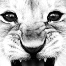 Póster de fotografía en blanco y negro con estampado de León para bebé, cita de niños, arte escandinavo, pintura en lienzo, decoración del hogar