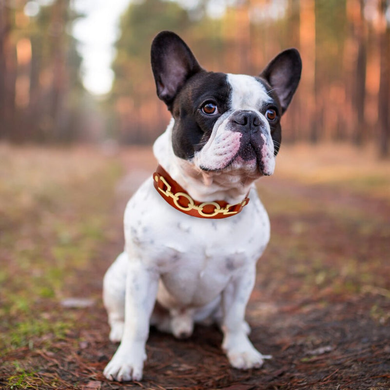 Hundehalsband aus Leder, strapazierfähiges Hundehalsband aus echtem Leder, Bling-Strass, cooles Metall-Hundezubehör für kleine und mittelgroße Hunde