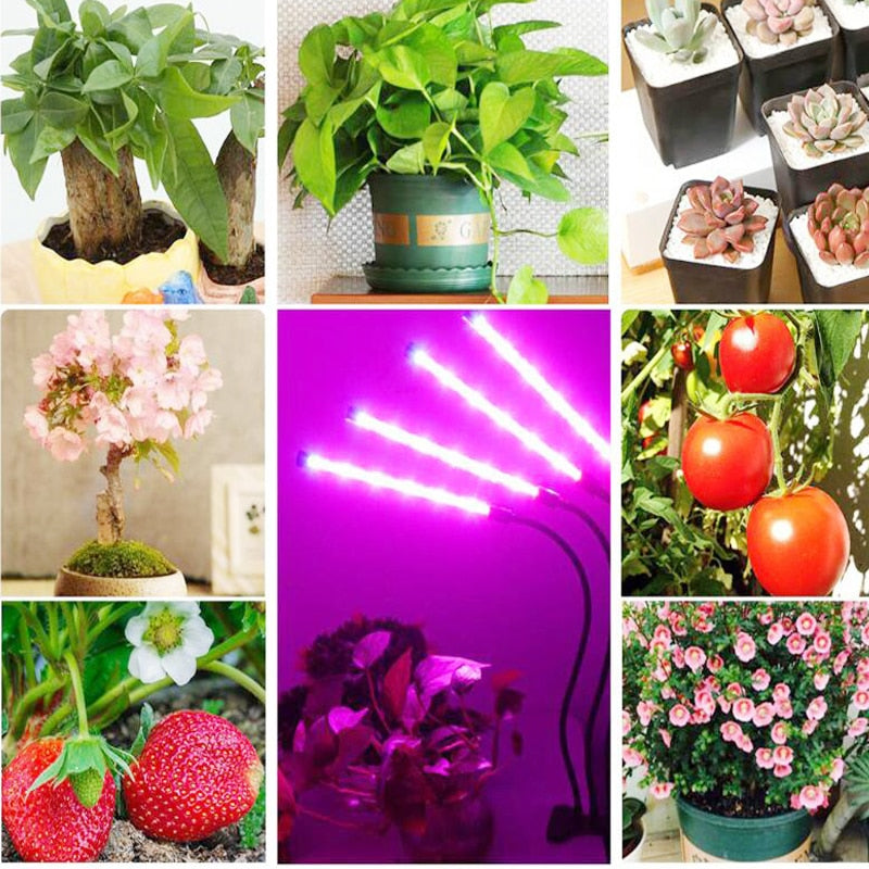 Phyto Lamp Timer Full Spectrum USB Grow Light Lamp For Plants Full Spactrum Lights For Plants Garden Flowers Herbs Grow Box