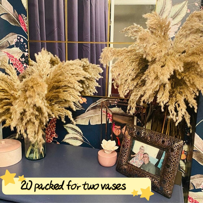 20 tallos Pompous Pampas-Grass Pampass secas Plantas Fluffy Pompas Grasses Small Pompus Short Boho Decor Longitud total 21 pulgadas / 55 cm