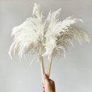 20 tallos Pompous Pampas-Grass Pampass secas Plantas Fluffy Pompas Grasses Small Pompus Short Boho Decor Longitud total 21 pulgadas / 55 cm