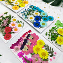 Kleine echte getrocknete Blumen, natürliche Trockenpflanzen für Kerzen, Epoxidharz, Anhänger, Halskette, Schmuckherstellung, Handwerk, DIY Accessori