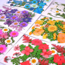 Kleine echte getrocknete Blumen, natürliche Trockenpflanzen für Kerzen, Epoxidharz, Anhänger, Halskette, Schmuckherstellung, Handwerk, DIY Accessori