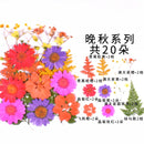 Kleine echte getrocknete Blumen, natürliche Trockenpflanzen für Kerzen, Epoxidharz, Anhänger, Halskette, Schmuckherstellung, Handwerk, DIY Accessori