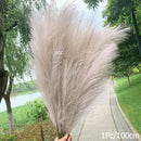 1Pcs Artificial Pampas Grass Home Room Decor Simulation Reed Flower Bouquet DIY Wedding Decoration Birthday Party Supplies