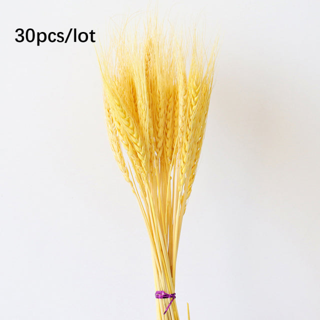 30 Uds. Ramos de flores secas naturales de oreja de avena pequeño ramo de flores de caña Pampas adornos de hierba plantas artificiales decoración del hogar