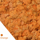 20/40g plantas verdes artificiales vida eterna musgo hierba hogar sala de estar jardín decoración Mini paisaje flor falsa manualidades DIY