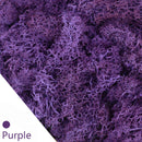 20/40g plantas verdes artificiales vida eterna musgo hierba hogar sala de estar jardín decoración Mini paisaje flor falsa manualidades DIY